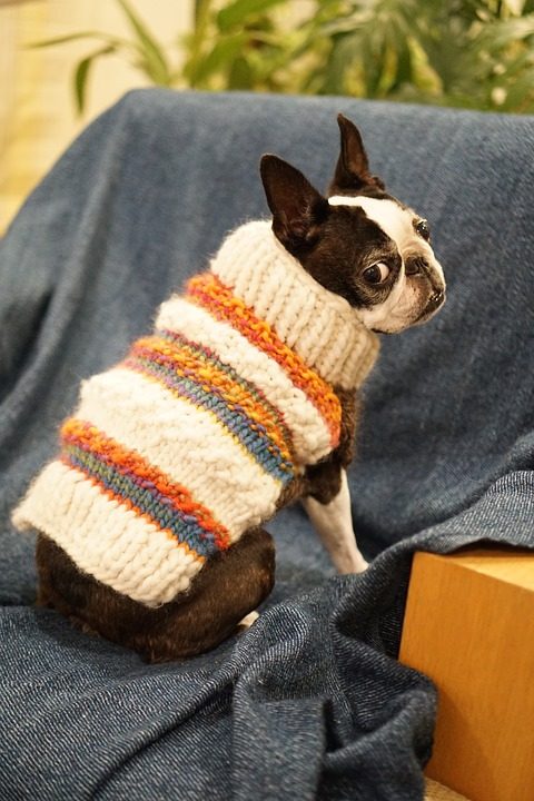My Dog Too Small for a Dog Sweater